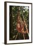 Orangutan-DLILLC-Framed Photographic Print