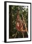 Orangutan-DLILLC-Framed Photographic Print