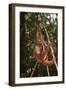 Orangutan-DLILLC-Framed Photographic Print