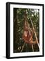 Orangutan-DLILLC-Framed Photographic Print