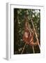 Orangutan-DLILLC-Framed Photographic Print