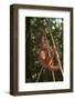 Orangutan-DLILLC-Framed Photographic Print