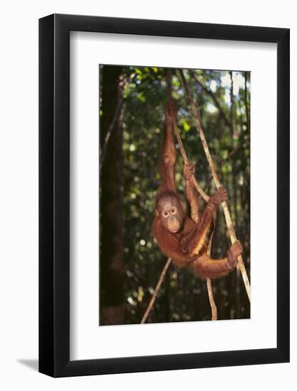 Orangutan-DLILLC-Framed Photographic Print