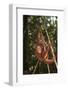 Orangutan-DLILLC-Framed Photographic Print