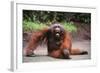 Orangutan-DLILLC-Framed Photographic Print