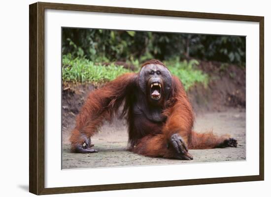 Orangutan-DLILLC-Framed Photographic Print