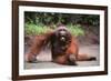 Orangutan-DLILLC-Framed Photographic Print