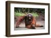 Orangutan-DLILLC-Framed Photographic Print