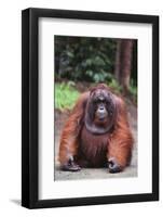 Orangutan-DLILLC-Framed Photographic Print