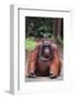 Orangutan-DLILLC-Framed Photographic Print