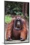 Orangutan-DLILLC-Mounted Photographic Print