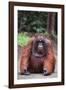 Orangutan-DLILLC-Framed Photographic Print