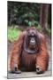 Orangutan-DLILLC-Mounted Photographic Print