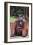 Orangutan-DLILLC-Framed Photographic Print