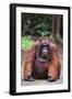 Orangutan-DLILLC-Framed Photographic Print