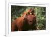 Orangutan-DLILLC-Framed Photographic Print