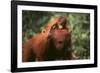 Orangutan-DLILLC-Framed Photographic Print