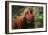 Orangutan-DLILLC-Framed Photographic Print