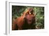 Orangutan-DLILLC-Framed Photographic Print