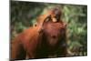 Orangutan-DLILLC-Mounted Photographic Print