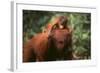 Orangutan-DLILLC-Framed Photographic Print