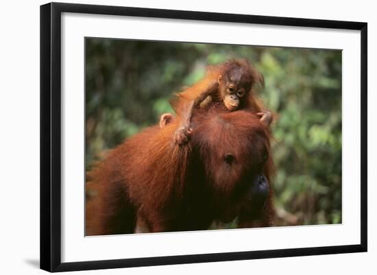 Orangutan-DLILLC-Framed Photographic Print