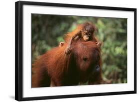 Orangutan-DLILLC-Framed Photographic Print