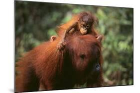 Orangutan-DLILLC-Mounted Photographic Print