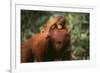 Orangutan-DLILLC-Framed Photographic Print