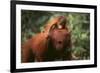 Orangutan-DLILLC-Framed Photographic Print