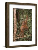 Orangutan-DLILLC-Framed Photographic Print