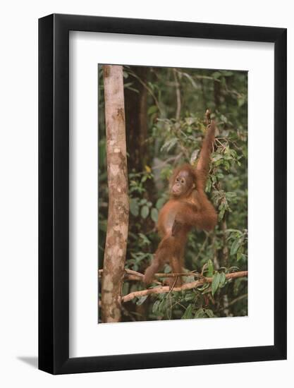 Orangutan-DLILLC-Framed Photographic Print