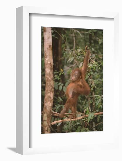 Orangutan-DLILLC-Framed Photographic Print