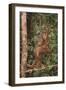 Orangutan-DLILLC-Framed Photographic Print