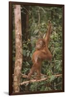 Orangutan-DLILLC-Framed Photographic Print