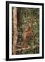 Orangutan-DLILLC-Framed Photographic Print