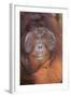 Orangutan-DLILLC-Framed Photographic Print