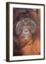 Orangutan-DLILLC-Framed Photographic Print