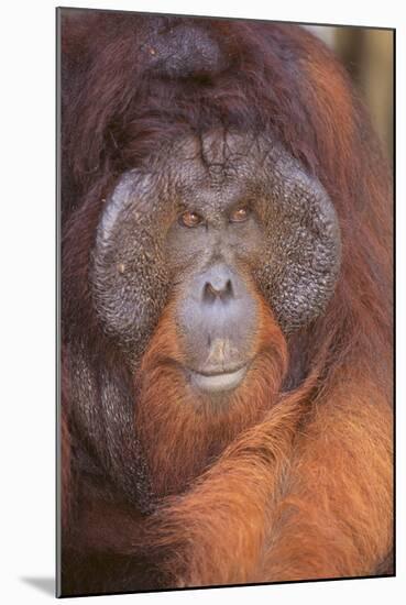 Orangutan-DLILLC-Mounted Photographic Print