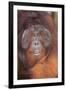 Orangutan-DLILLC-Framed Photographic Print