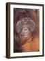 Orangutan-DLILLC-Framed Photographic Print