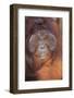 Orangutan-DLILLC-Framed Photographic Print