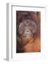 Orangutan-DLILLC-Framed Photographic Print