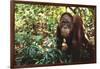 Orangutan-DLILLC-Framed Photographic Print