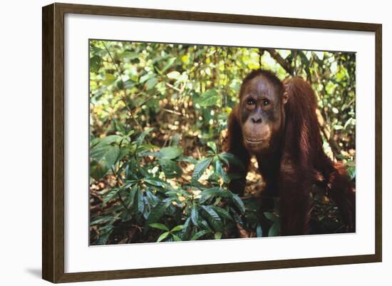 Orangutan-DLILLC-Framed Photographic Print