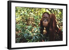 Orangutan-DLILLC-Framed Photographic Print