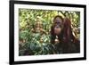 Orangutan-DLILLC-Framed Photographic Print