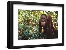 Orangutan-DLILLC-Framed Photographic Print