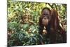 Orangutan-DLILLC-Mounted Photographic Print