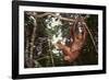 Orangutan-DLILLC-Framed Photographic Print